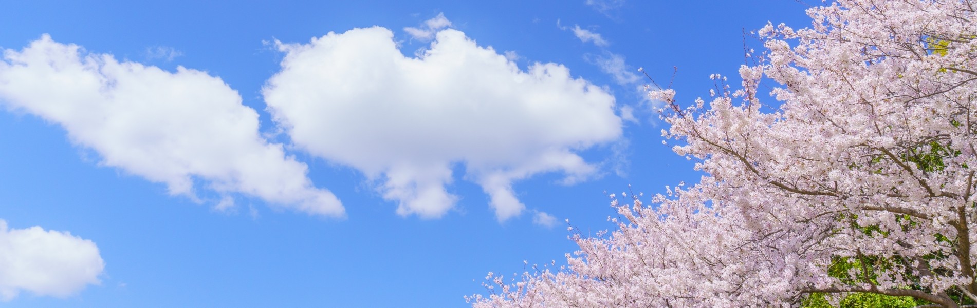 シンプルでカスタマイズしやすいWordPress.org登録テーマ